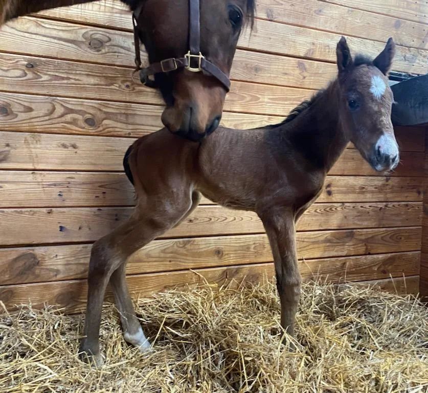 We're excited to announce the arrival late last night of Hannah's Smile's first foal - a NY Bred colt by War Dancer! Mom and baby are doing fine. Thanks to Rick Burke and his awesome staff at Irish Hill Century Farm for everything! @irishhillcenturyfarm @wardancerstud @nmrhof